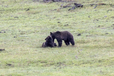Grizzly Bears Fairy Falls Parking Lot 2025